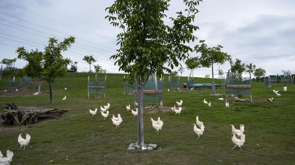 Attacco Per Trapano Spiumatrice Pollo | Rimozione Piume, 18 Pollici - Foto 2