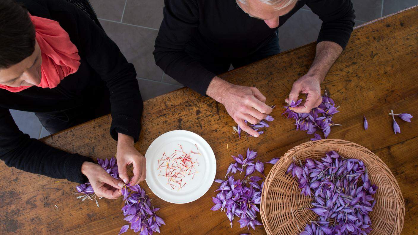Pietro e Paola Meaglia di Pianezzo, impegnati nella fase di pulitura dei fiori dai quali si ottiene lo zafferano