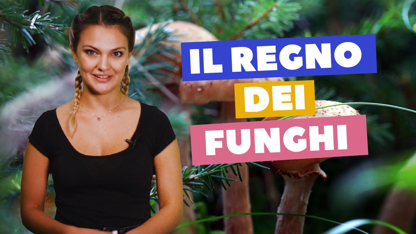 Funghi copertina.jpg