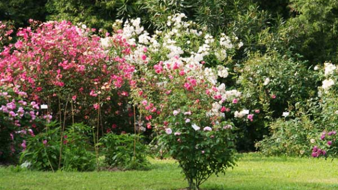 roseto