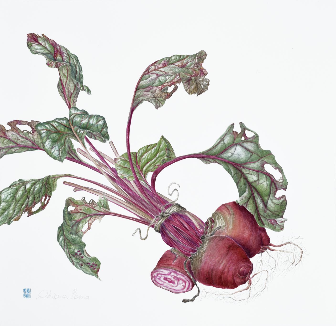 BARBABIETOLA CHIOGGIA_Basso.jpg