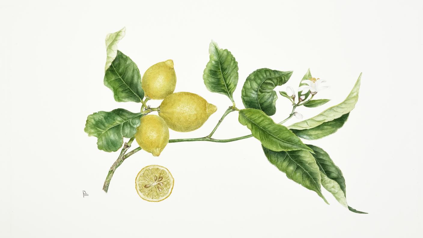 LIMONE_Petrini.jpg