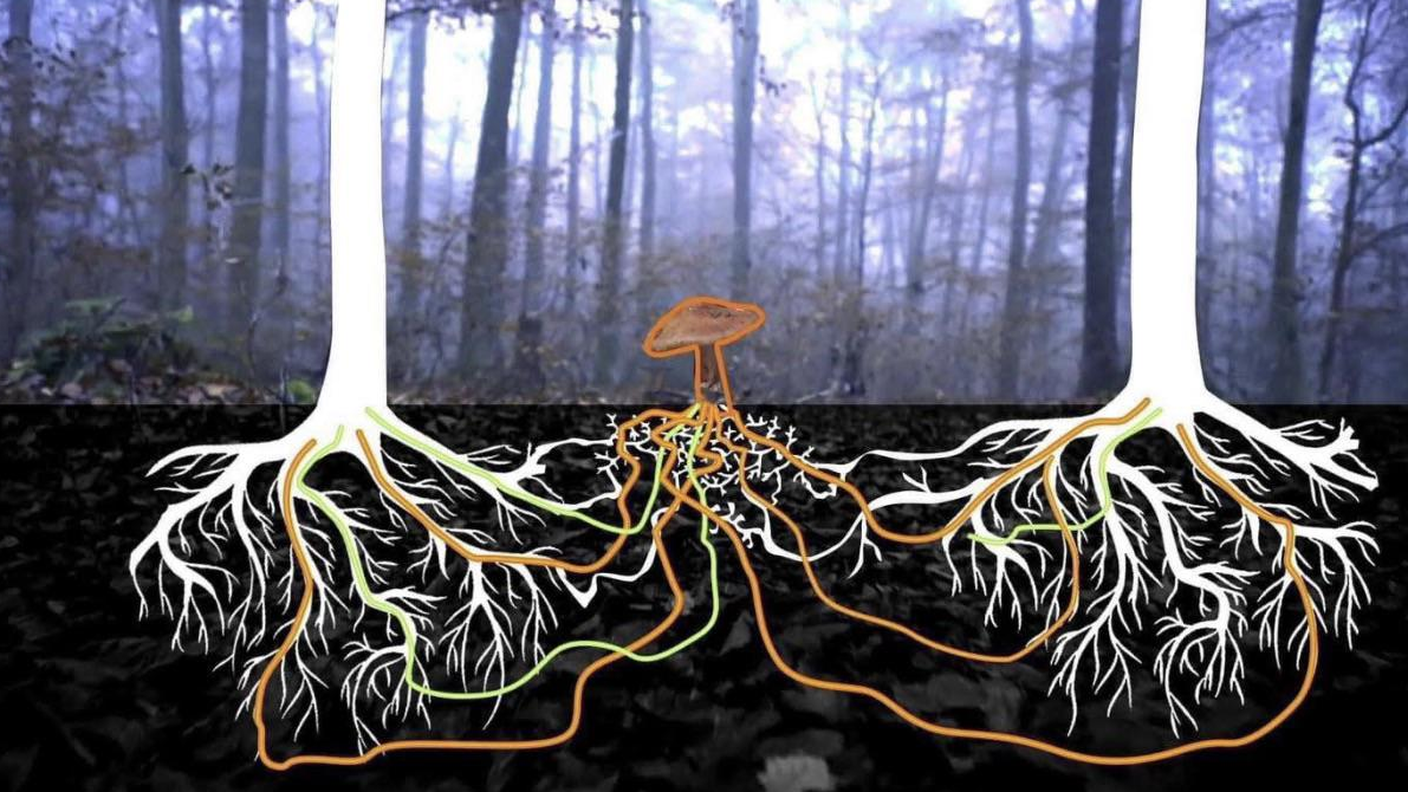 La rete micorrizica, una simbiosi vitale tra i funghi e le radici delle piante nel sottosuolo