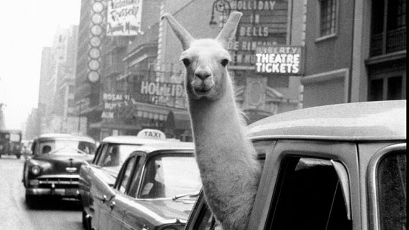 Inge Morath, Lama vicino a Times Square, New York, USA, 1957