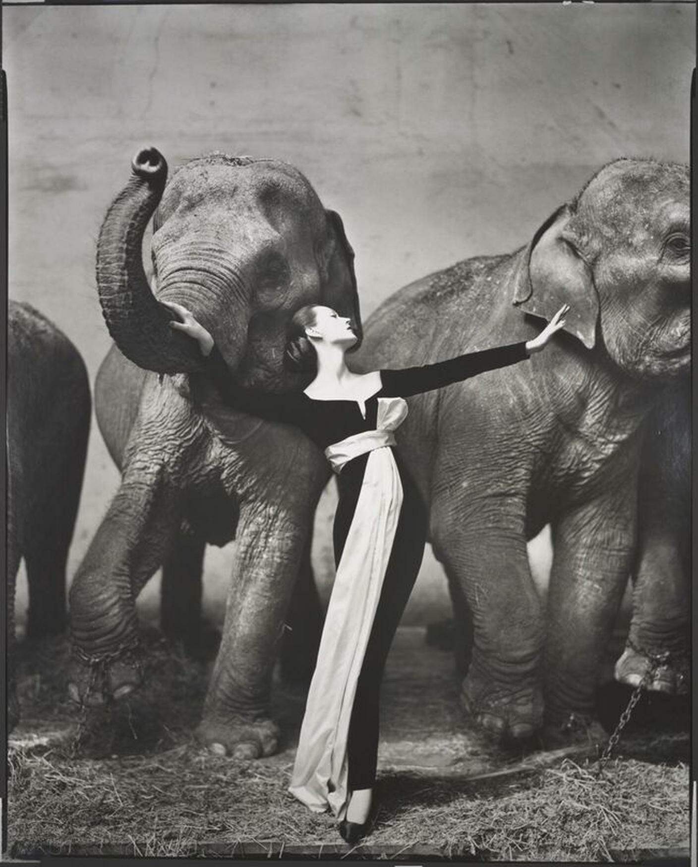 Richard Avedon, Dovima with elephants, evening dress by Dior, Cirque d'Hiver, Paris, August 1955