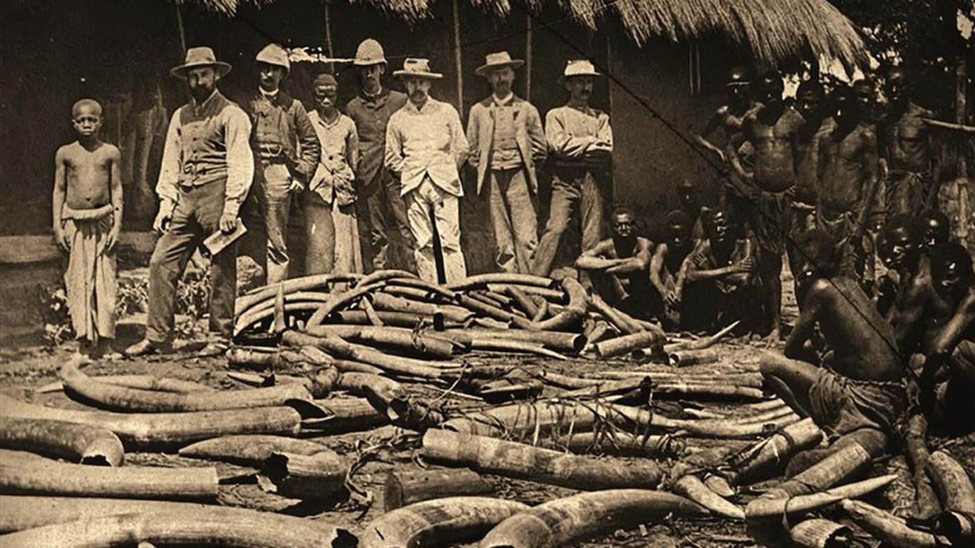 Base-commerciale-del-congo-e-decine-di-zanne-di-elefante, 1900 ca