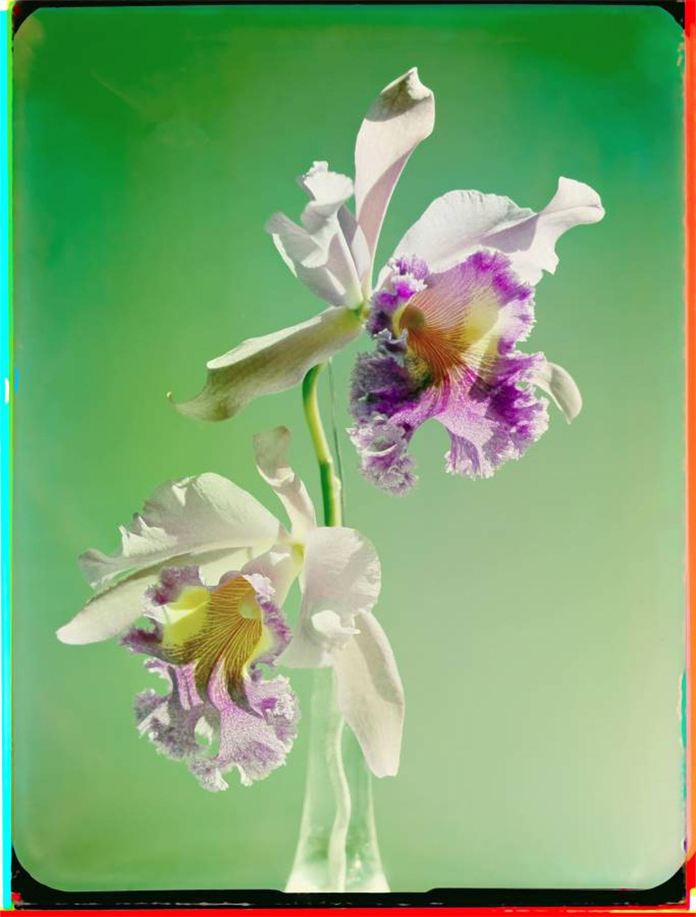 Werner Bischof, Orchidee (studio), Zurigo, Svizzera, 1943