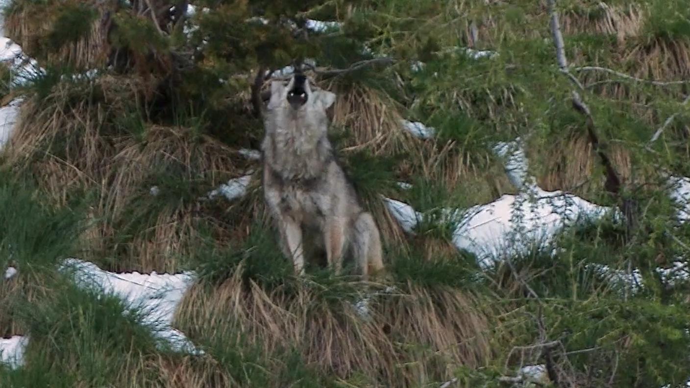 I molti lupi in Svizzera 