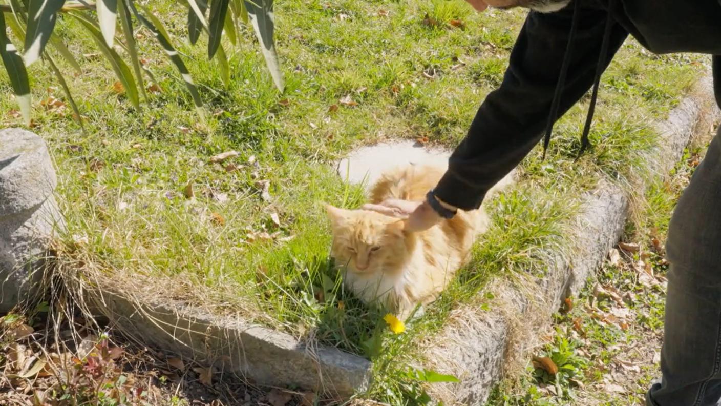 Il paese dei gatti