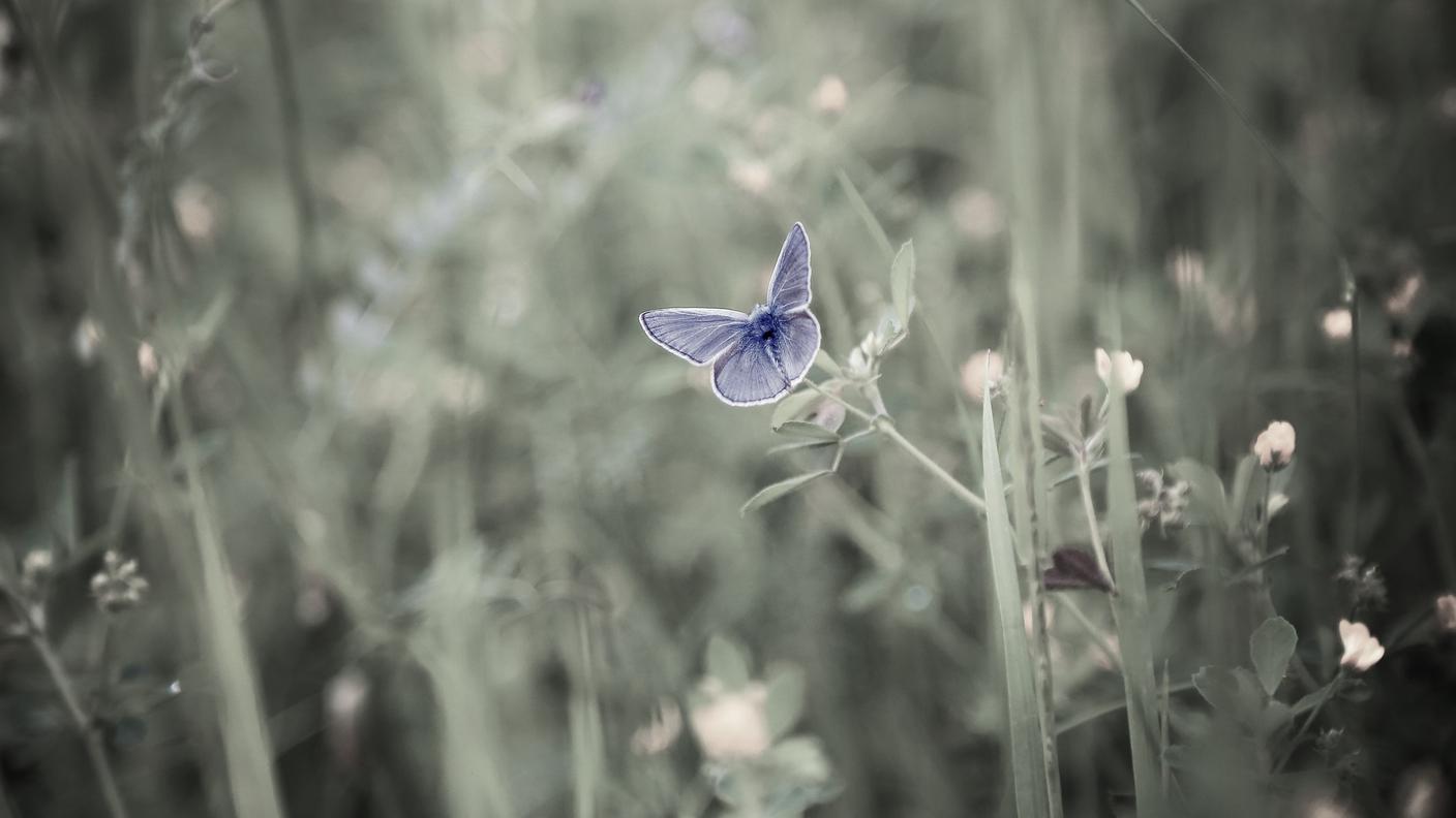 Biodiversità