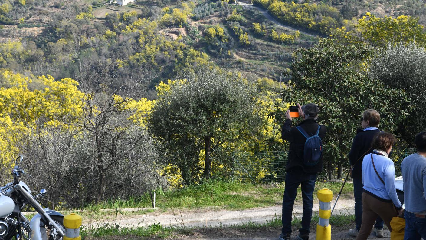Lungo la "Route du mimosa" si può ammirare la bella fioritura della mimosa, ma anche il suo potenziale invasivo