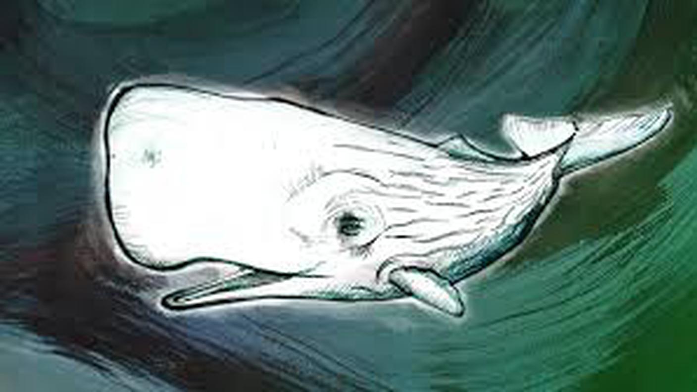 moby dick