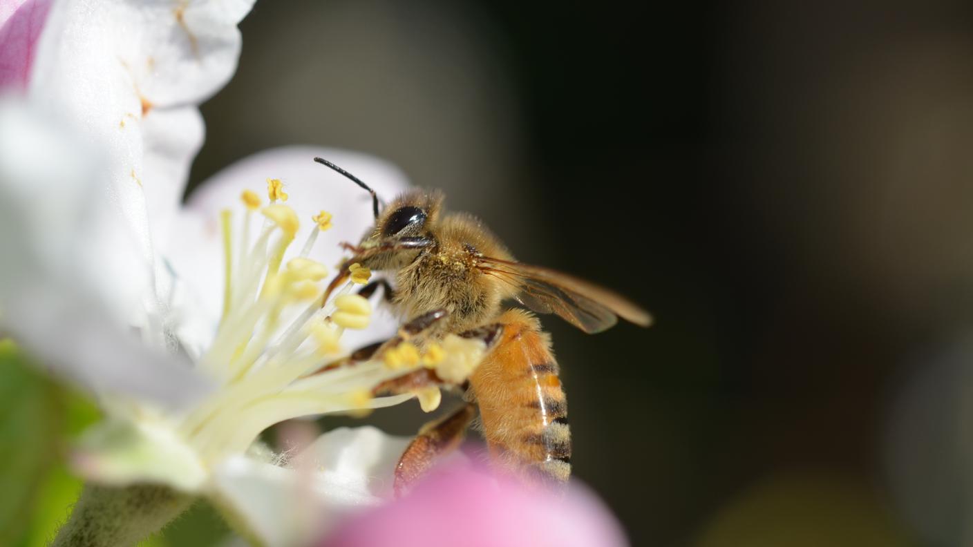 Natura: ape domestica su un fiore di melo 