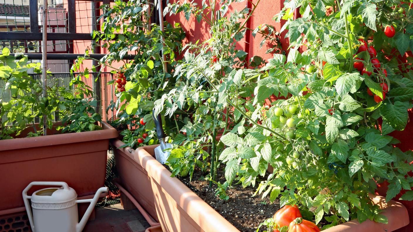 Piantine di pomodoriin balcone