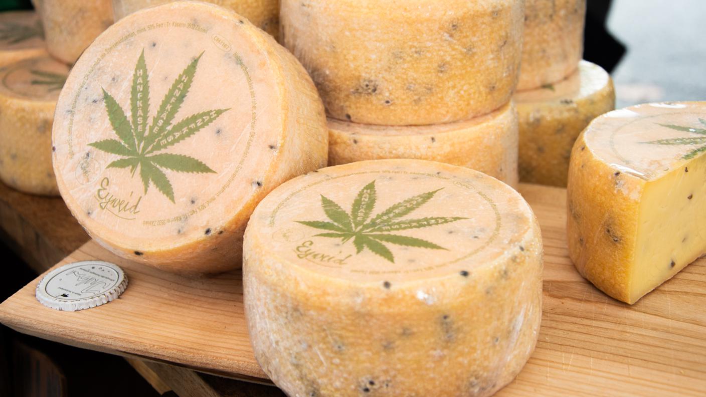Cheese 2023_formaggio di latte vaccino alla canapa