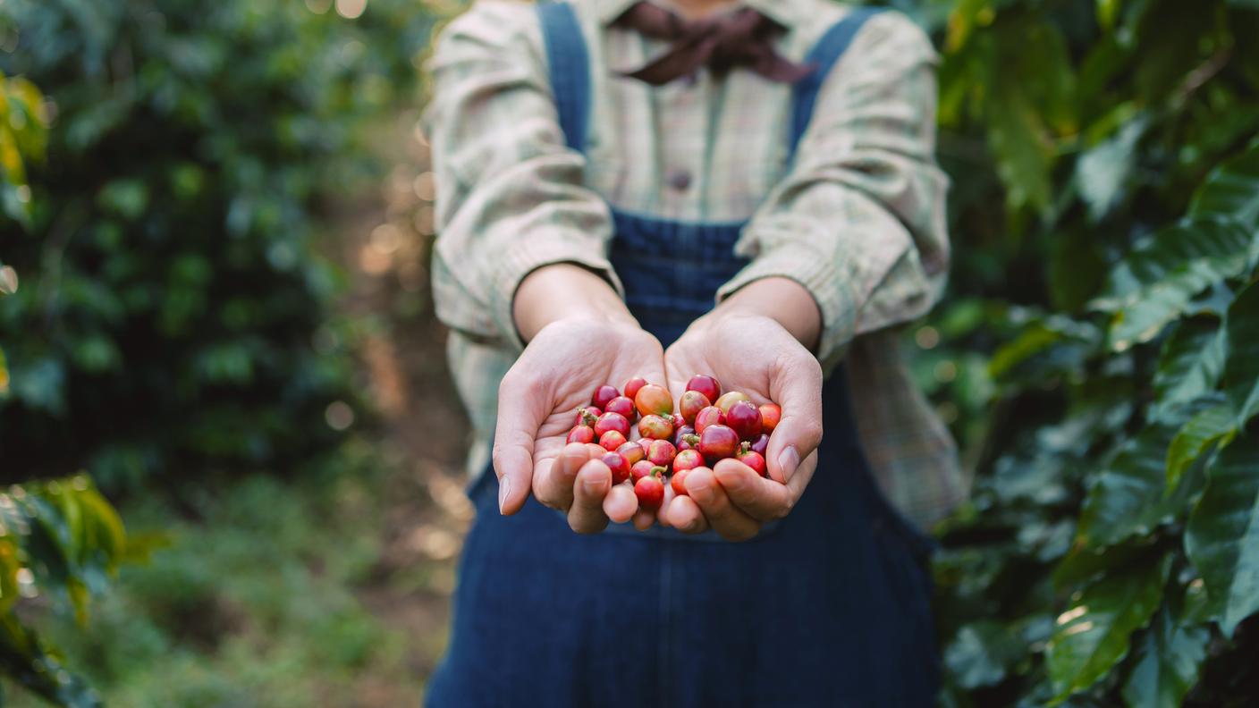 caffè verde, caffè crudo, piantagione