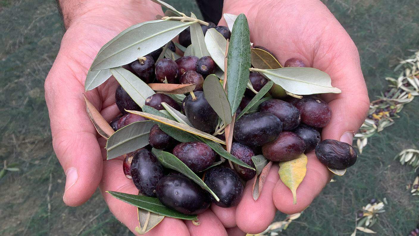 Olive ticinesi