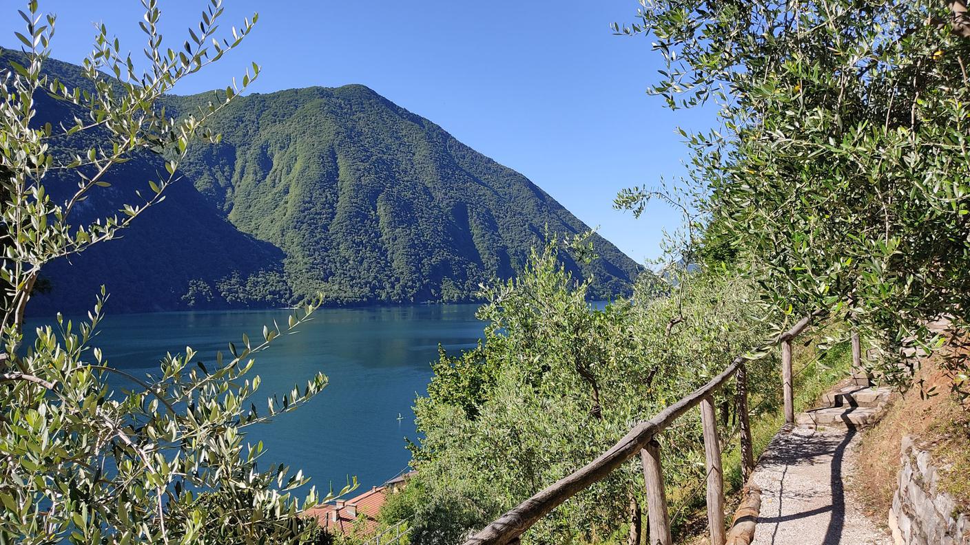 Il sentiero dell'olivo di Gandria