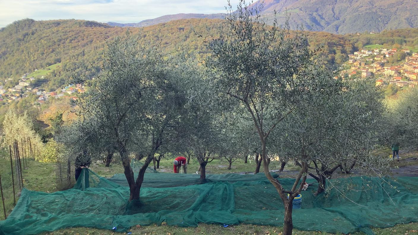 La raccolta delle olive in Ticino