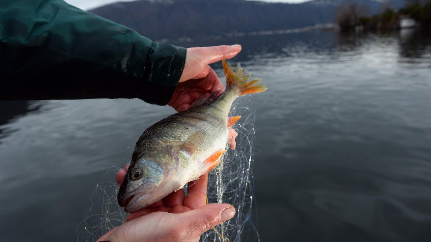 Pesce di lago