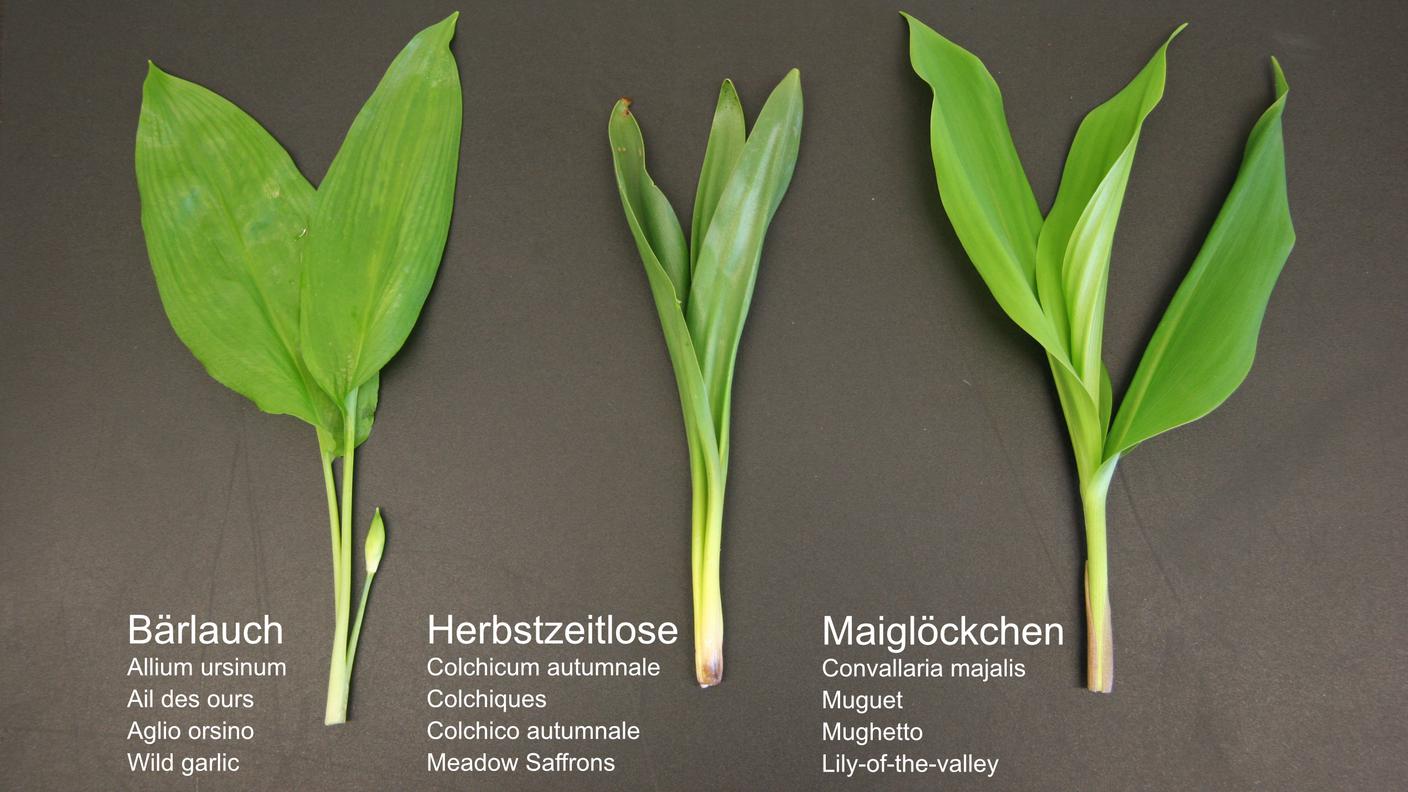 Le foglie dell’aglio orsino crescono dal suolo individualmente e ricadono verso l’esterno, hanno uno stelo fine che si distingue chiaramente e hanno il caratteristico odore d’aglio.