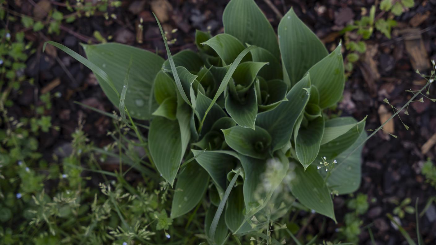 pianta ornamentale, tardiana halcyon, fondazione Orchidea