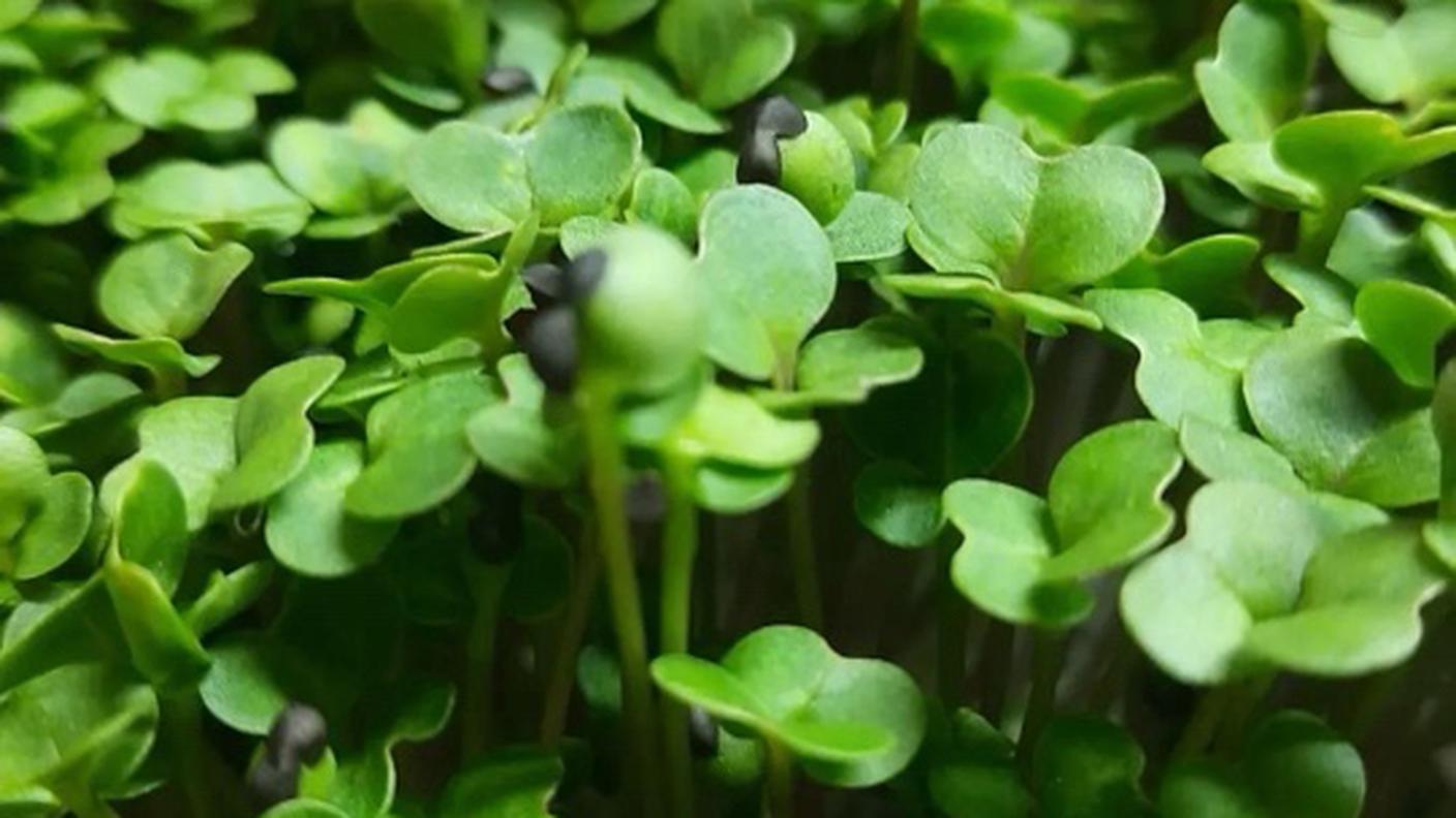 microgreen