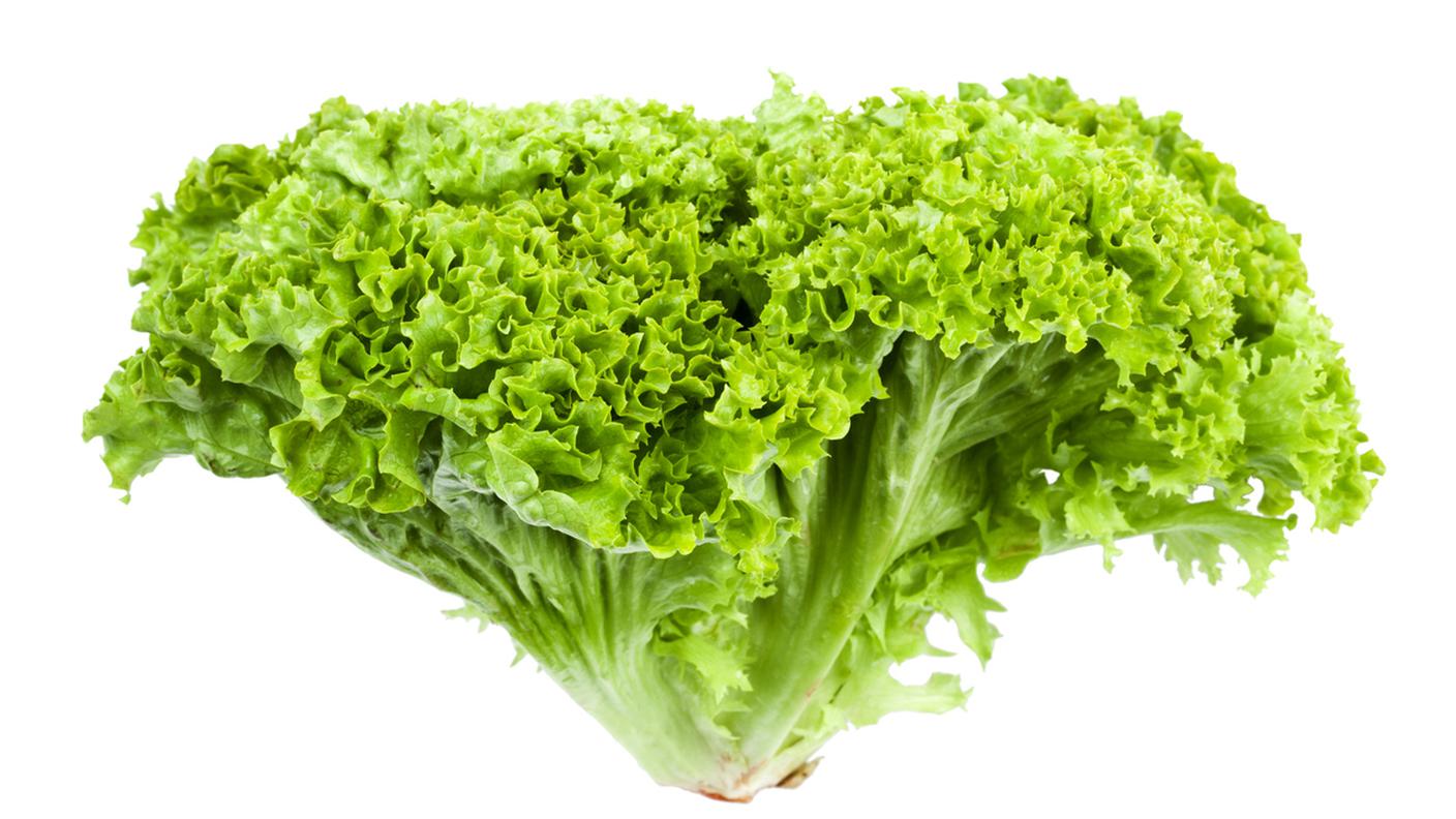 insalata lattuga lollo verde bionda