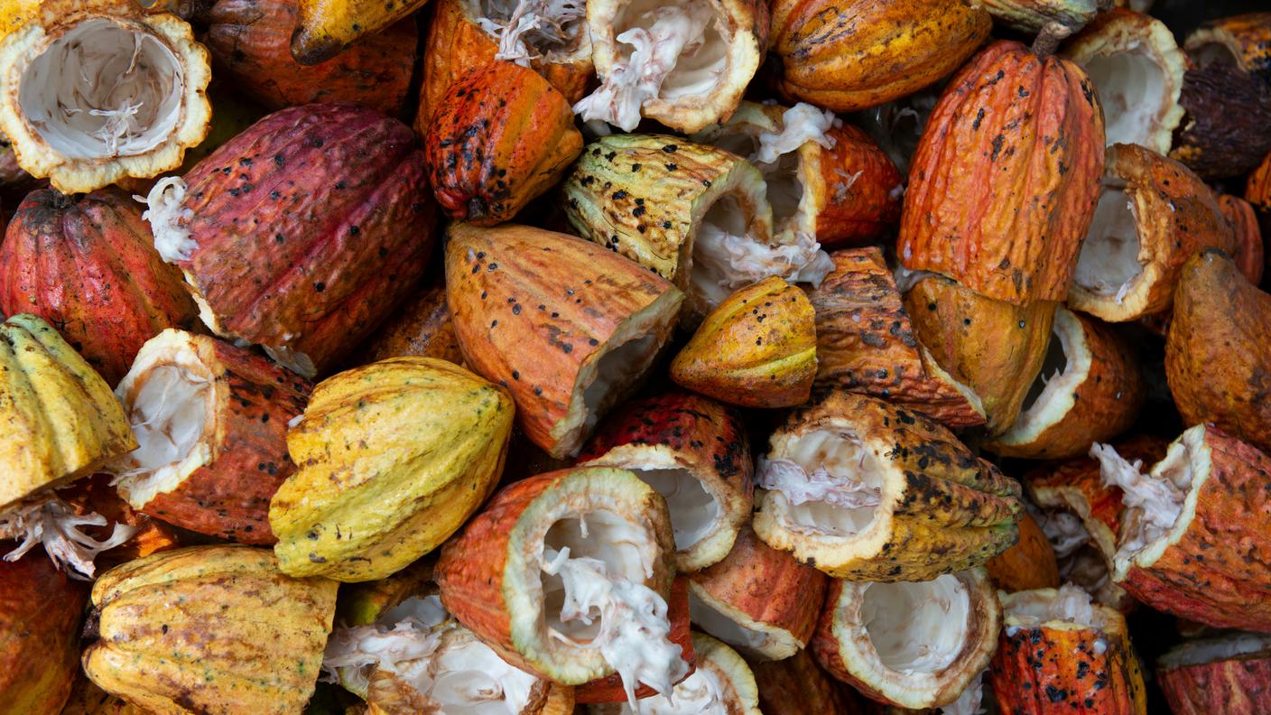 cabosside cacao, frutto del cacao, cioccolato, fave
