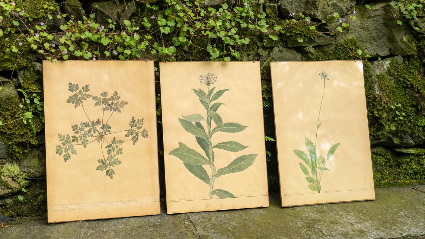 Ilustrazioni botaniche