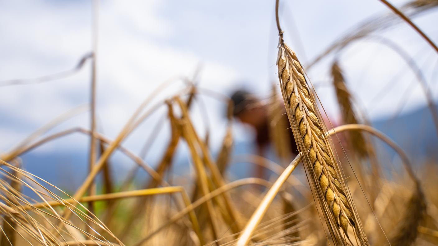 Orzo biologico, Cadenazzo