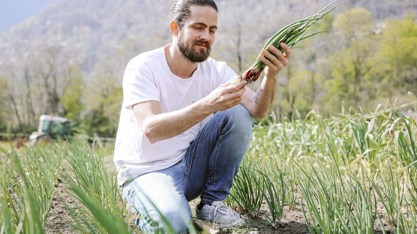 chef trevor raccoglie cipolloti nel campo