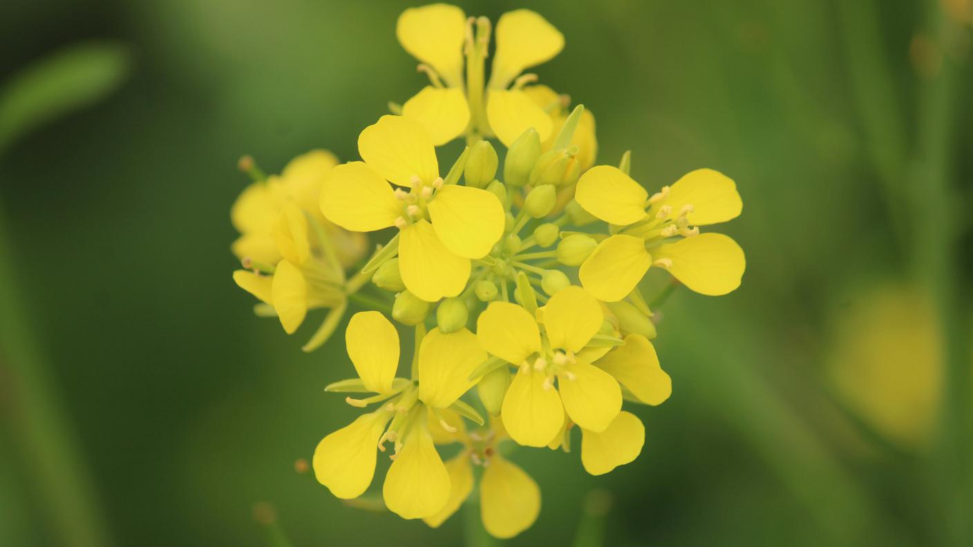 fiore di senape