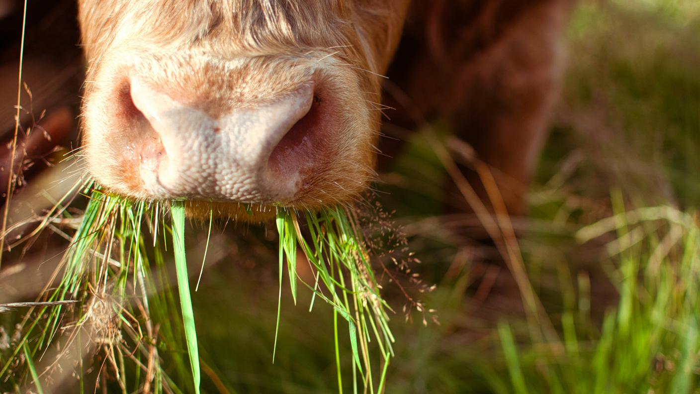 foto di una mucca che mangia dell'erba
