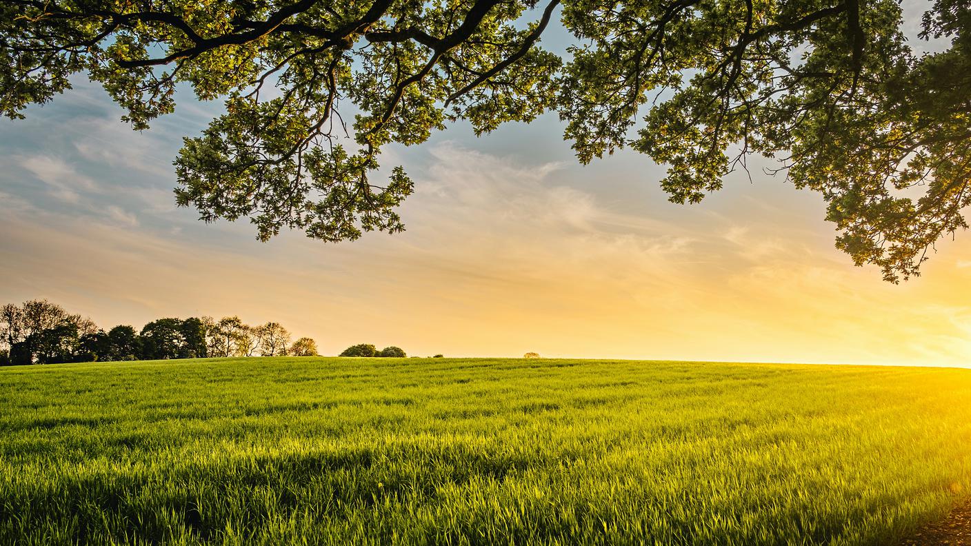 alba, natura, campo, agricoltura, campagna, coltivato, coltivazione
