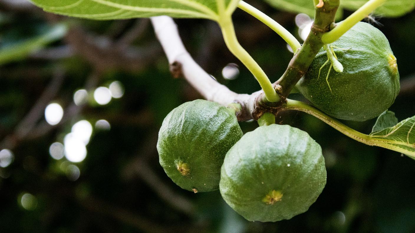 fichi verdi, albero di fico, foglie fico