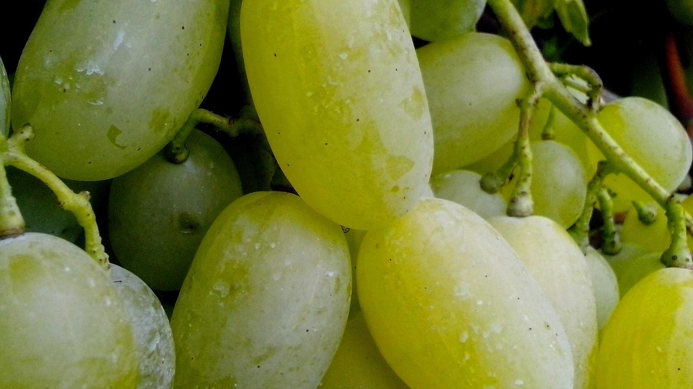 uva pizzutella