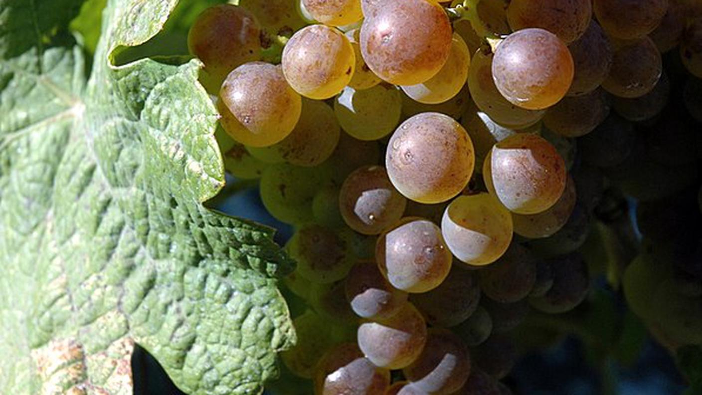 Chasselas