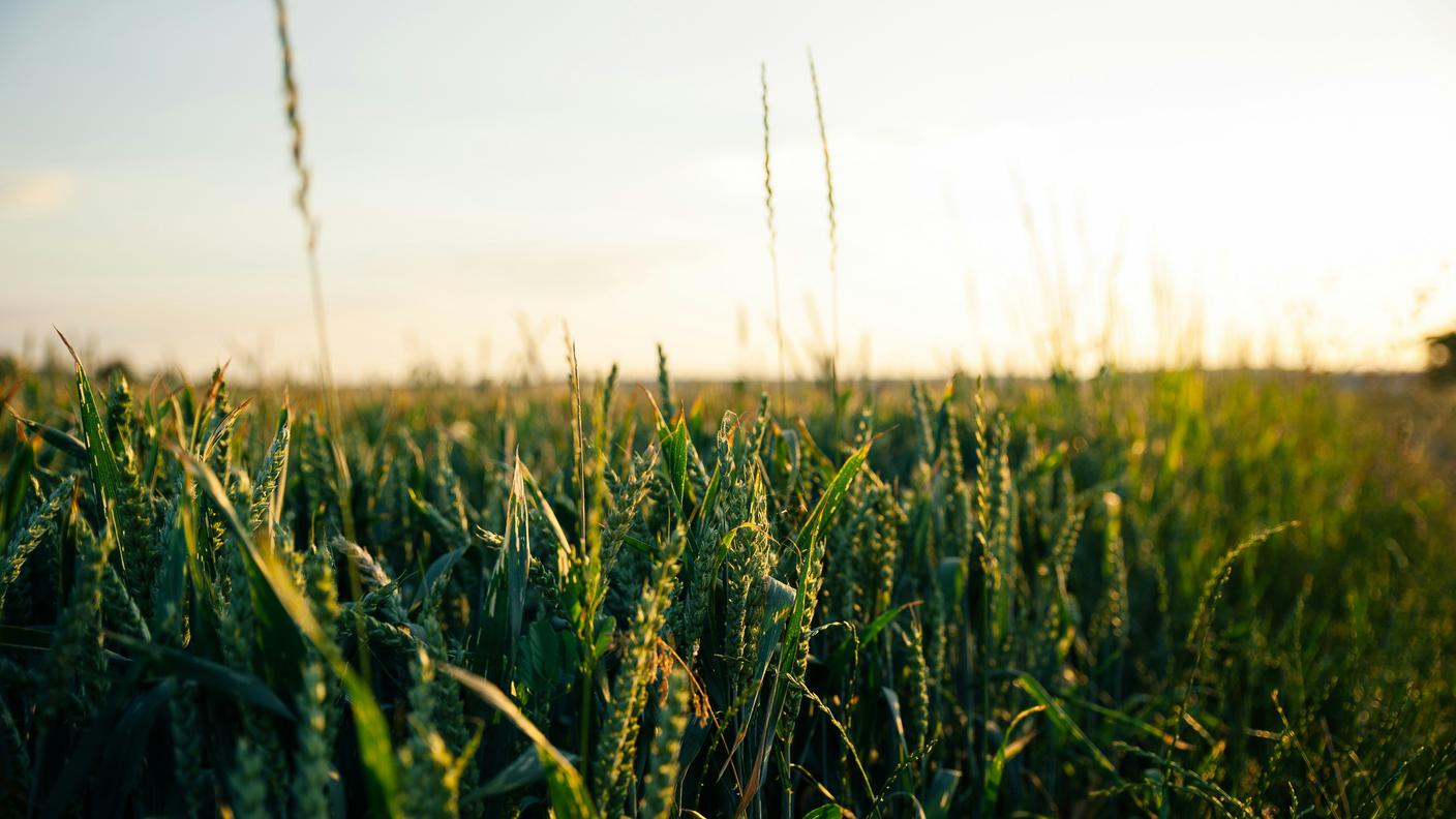 messa a fuoco di spighe di grano in un campo, luce diurna