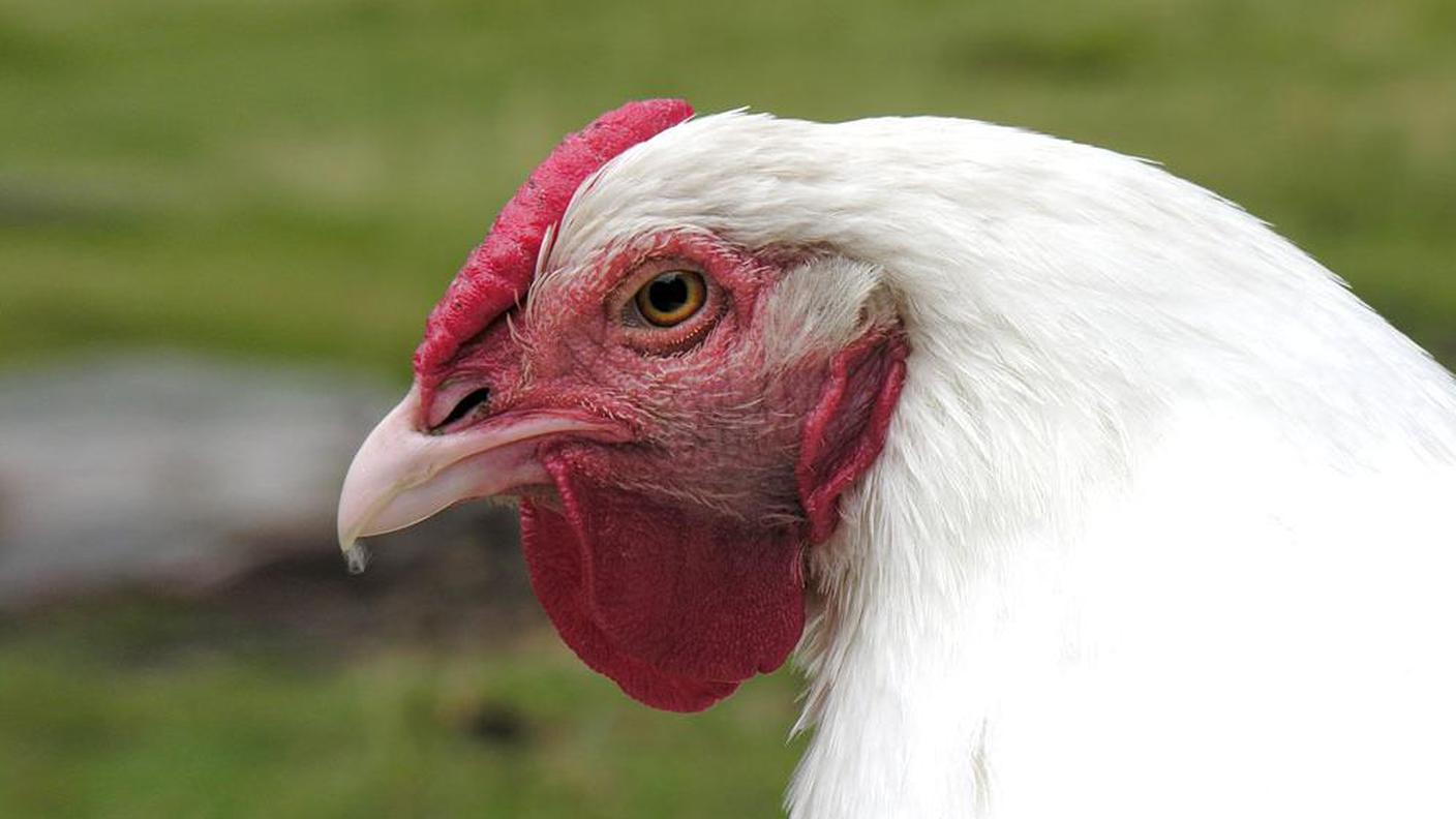 gallina svizzera prospecierara
