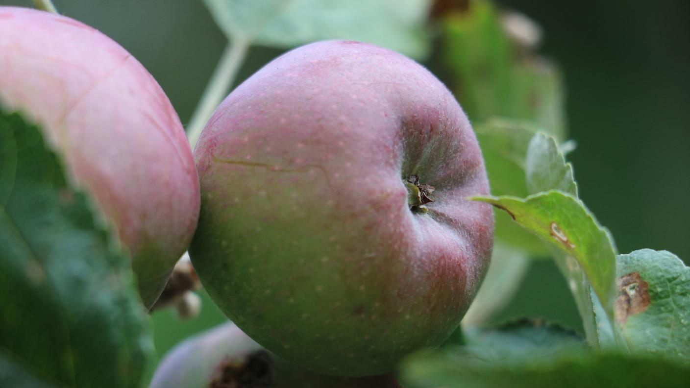 Mela Porgnec,  nel frutteto Profrutteti di Cornaredo