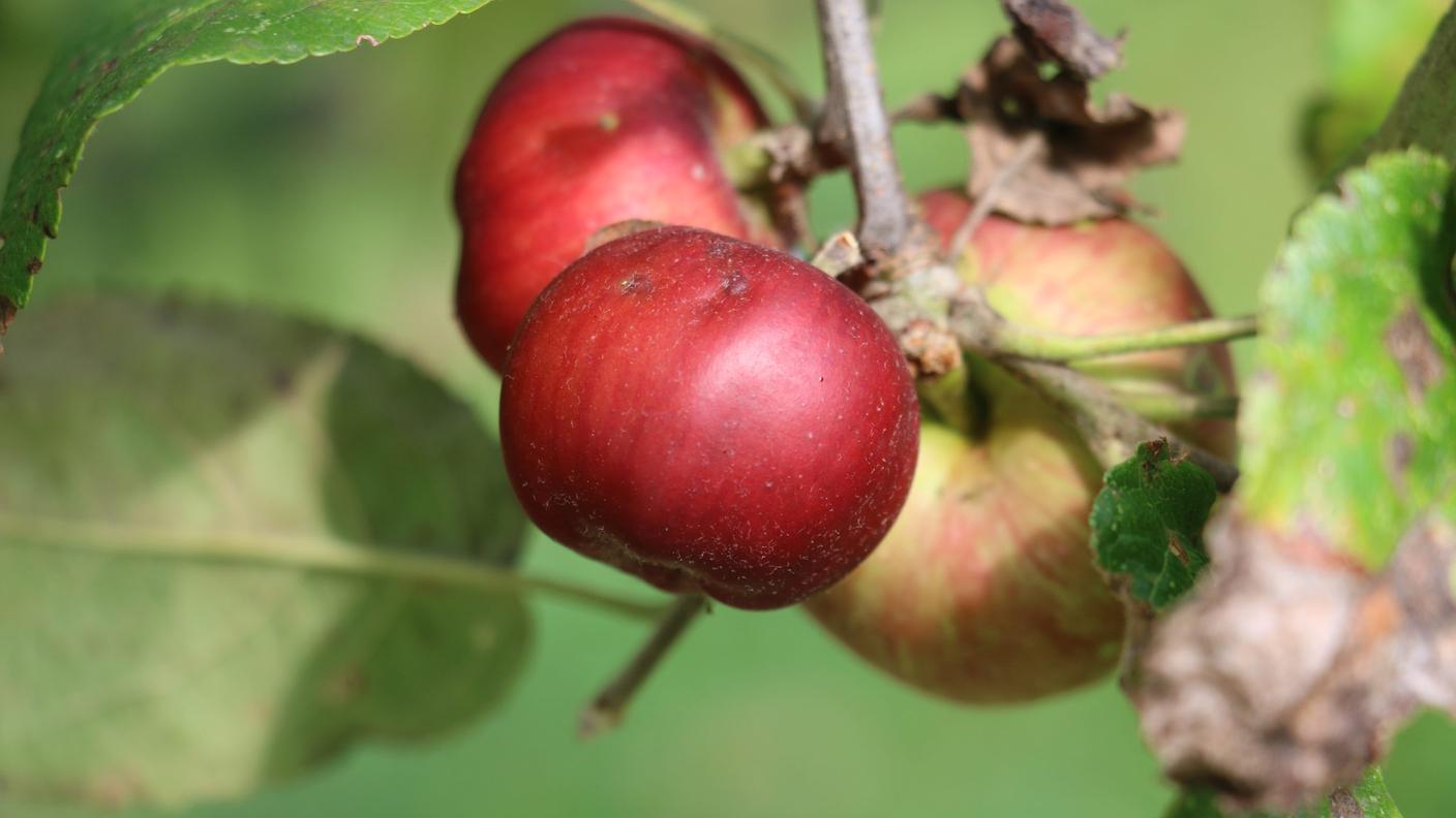 Mela Pom rossin, nel frutteto Profrutteti di Cornaredo