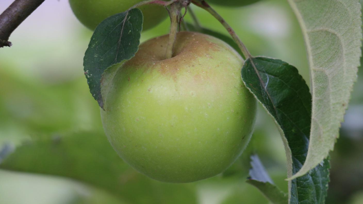 Mela Verdesa, il frutteto Profrutteti di Cornaredo