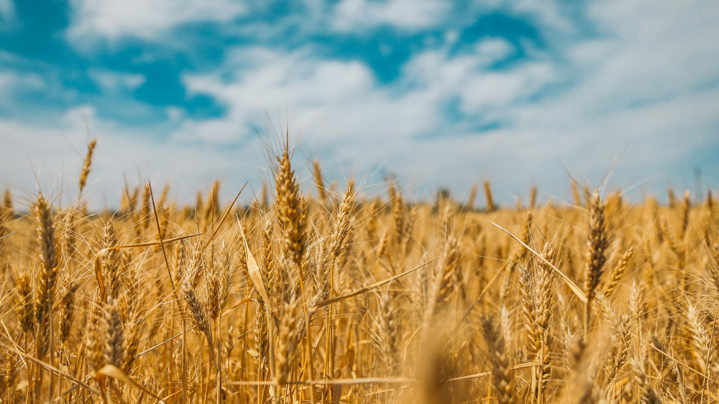 campo di grano e un cielo azzurro