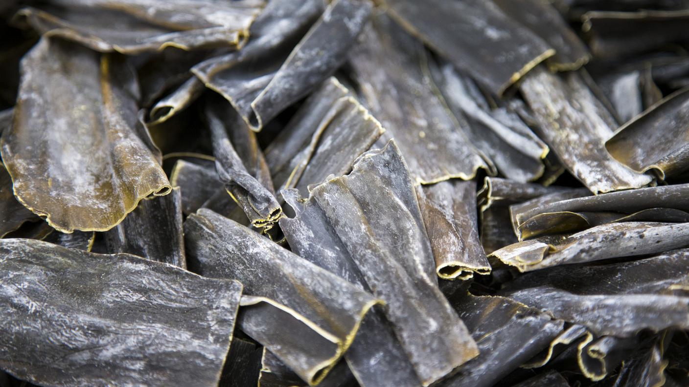 alga kombu, superfood, alghe