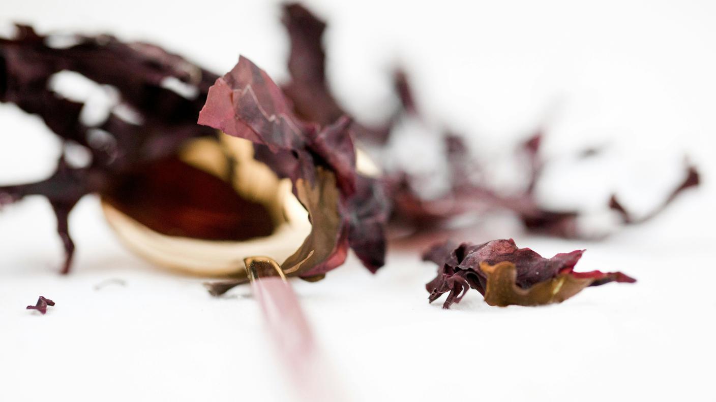alga dulse