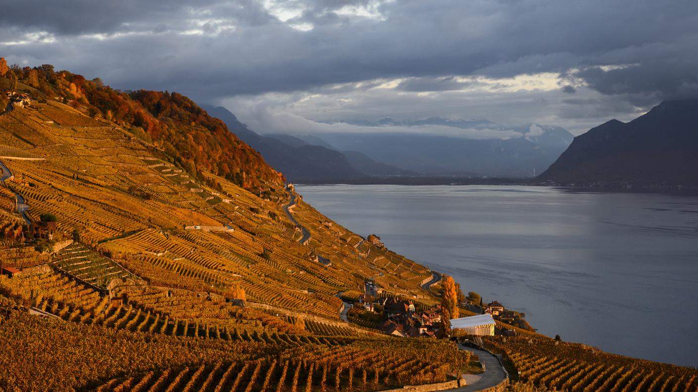 Lavaux, vigneti terrazzati
