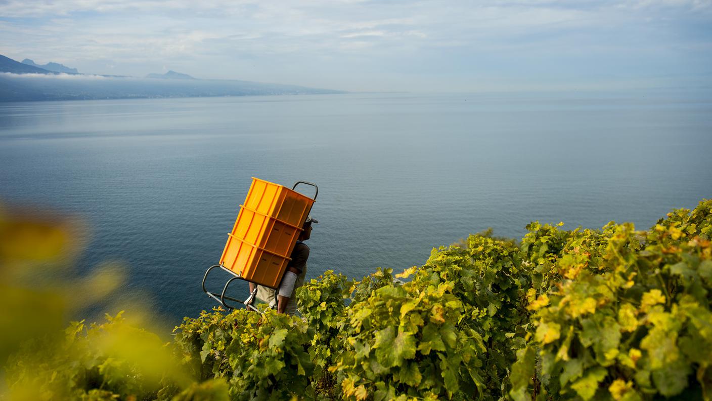 Lavaux, vigneron, uva, viticoltura