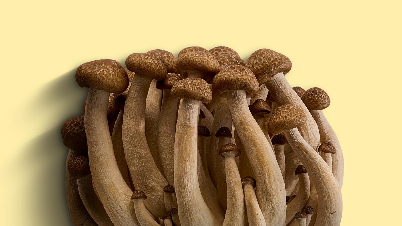 funghi coltivati