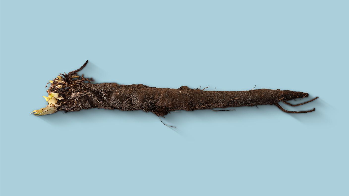 Scorzonera